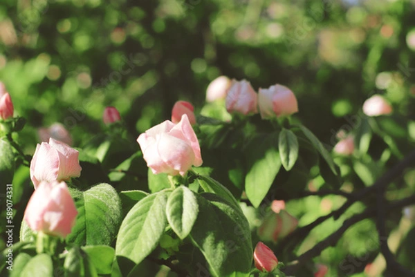 Obraz Flores de un manzano