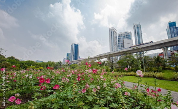 Fototapeta Beautiful pink Hollyhock flowers planted in park close to the skytrain runway