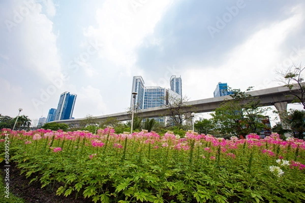 Fototapeta Beautiful Spider flowers planted in park close to the skytrain runway