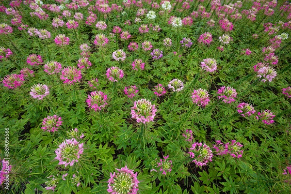 Fototapeta Spider flowers in garden with bright sky , bird's eyes view
