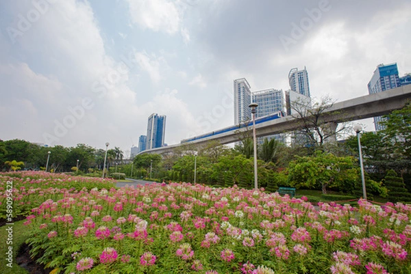 Fototapeta Beautiful Spider flowers planted in park close to the skytrain runway