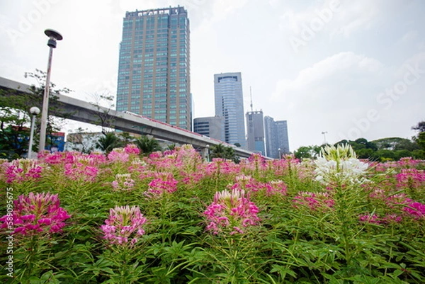 Fototapeta Beautiful Spider flowers planted in park close to the skytrain runway