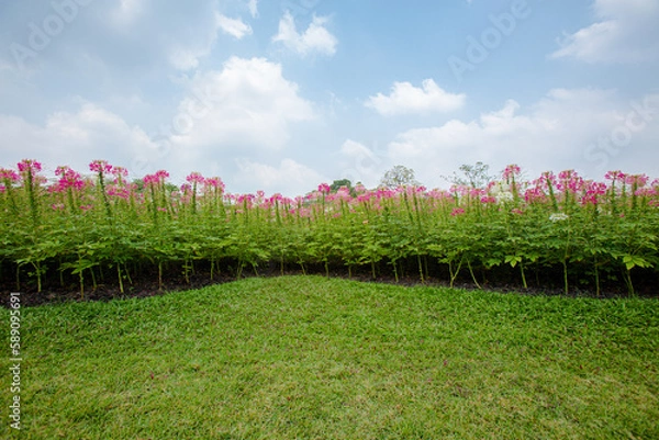 Fototapeta Spider flowers in garden with bright sky