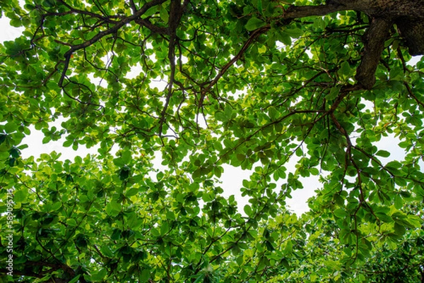 Fototapeta Ant's eyes view Sunlight shines through the branches and leaves down below
