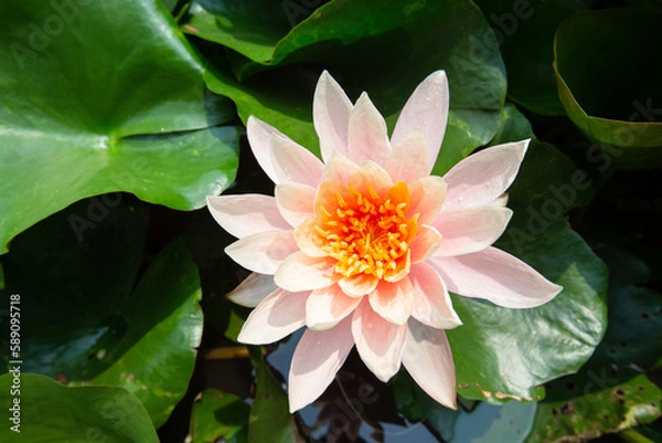 Fototapeta Top shot Big closeup Water lily lotus in the pond