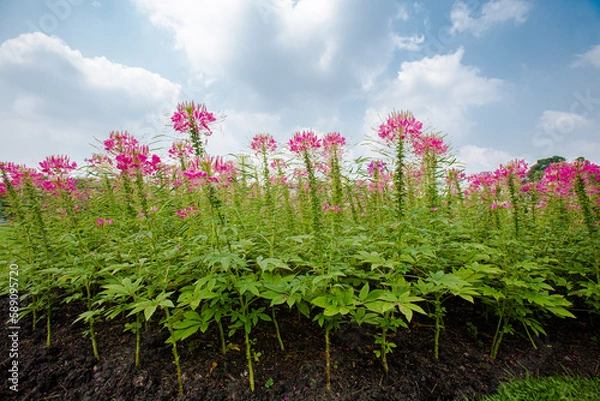 Fototapeta Closeup Spider flowers in garden with bright sky