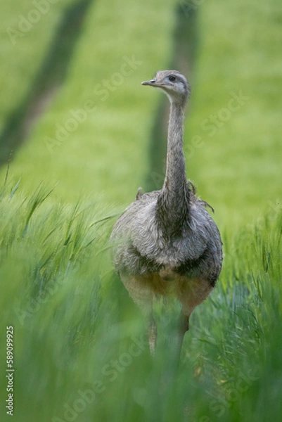 Fototapeta Emu auf einer Wiese