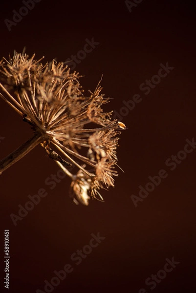 Obraz Closeup on small seed head with red background