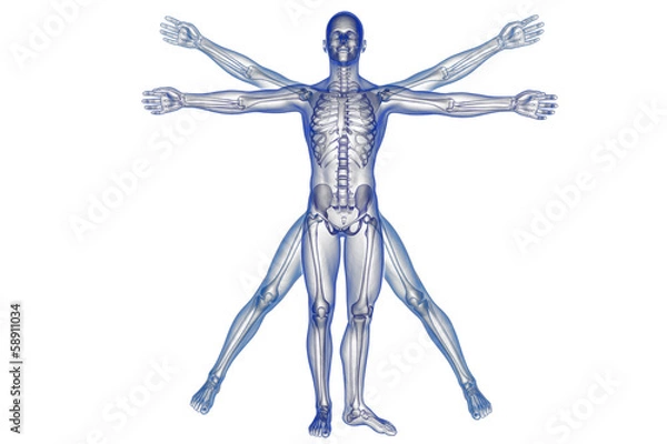 Obraz Vitruvian man with skeleton for study
