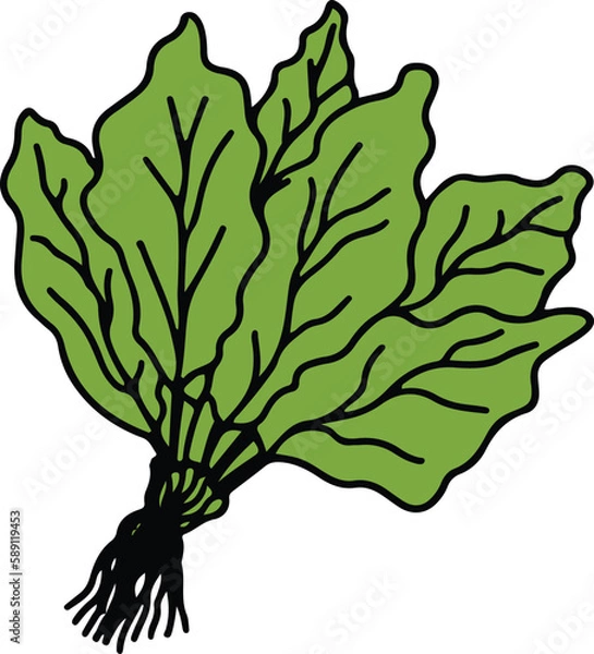 Fototapeta Vegetable drawing isolated