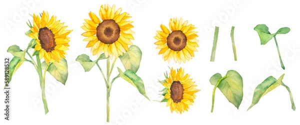 Fototapeta ひまわりの花の素材水彩イラスト