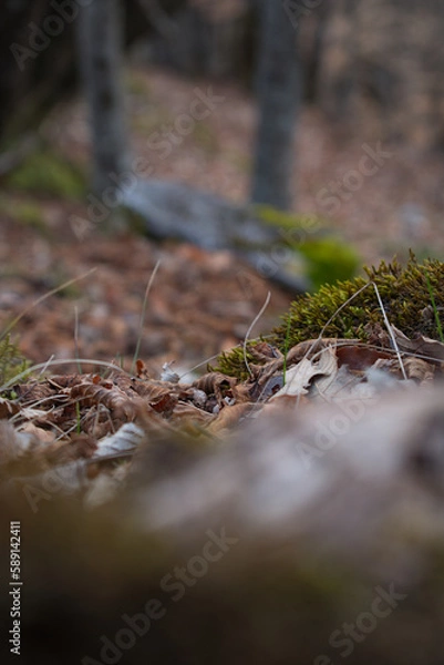 Fototapeta Close up of forest floor in the spring