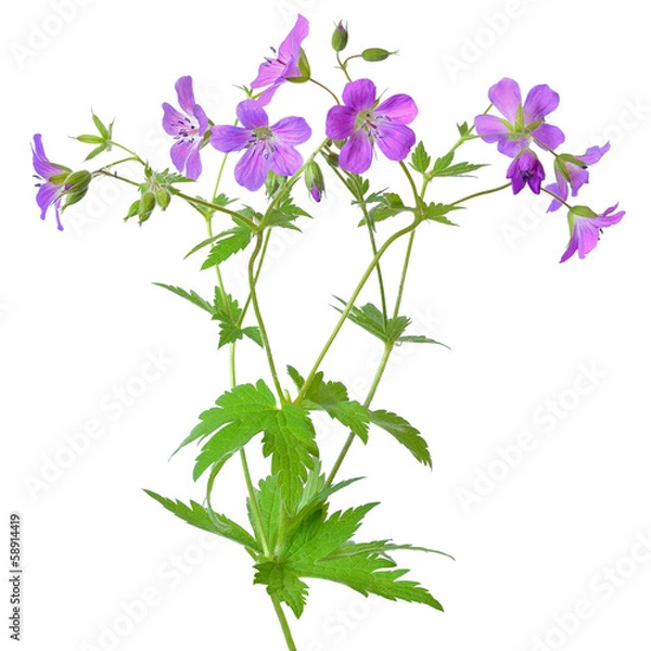 Obraz Flower Meadow Geranium (geranium pratense)