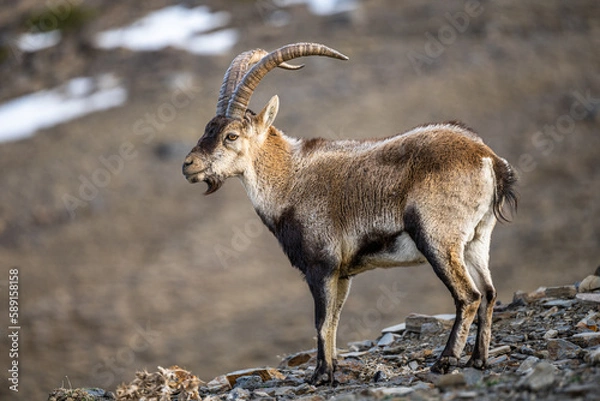 Fototapeta The Iberian ibex, also known as the Spanish ibex, Spanish wild goat and Iberian wild goat, Capra pyrenaica. Sierra Nevada mountain range, Spain.