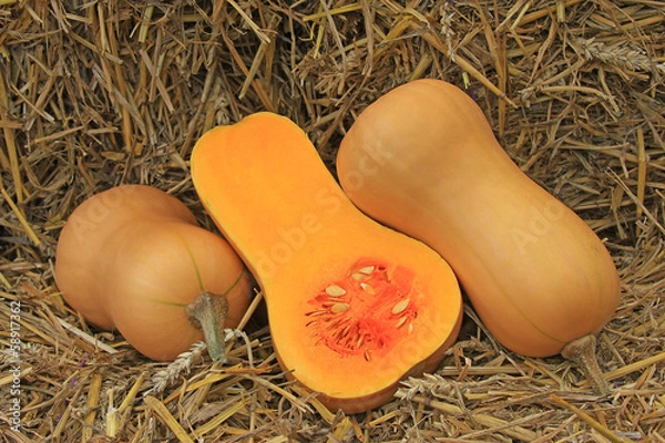 Obraz Butternut-Kürbis