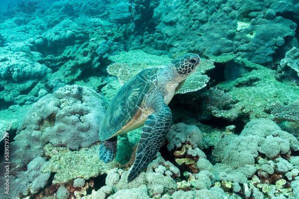 Fototapeta 小笠原　サンゴ礁を泳ぐアオウミガメ