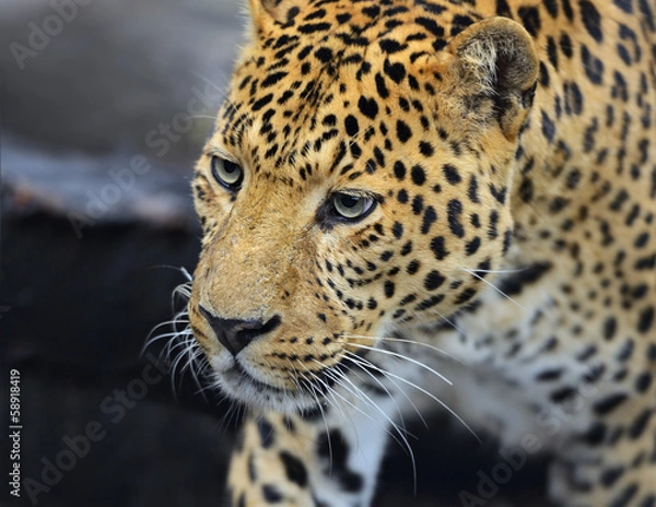 Fototapeta The Amur leopard in its natural habitat