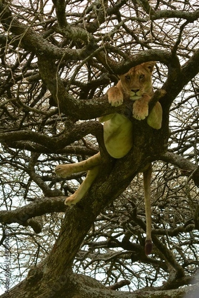 Obraz Lioness on the tree in Serengeti National Park