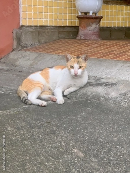 Fototapeta a stray cat is sitting on the front porch of his house, looking comfortable and relaxed