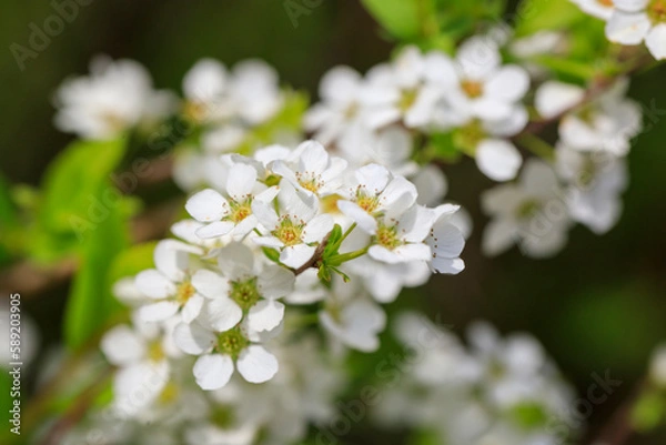 Fototapeta 白いユキヤナギの花