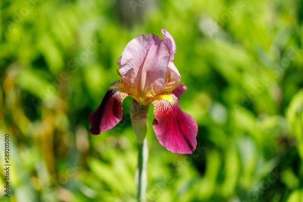 Obraz 赤紫の菖蒲の花