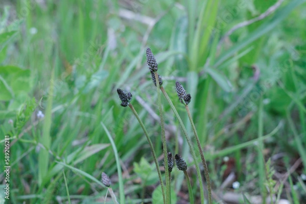 Obraz ヘラオオバコ