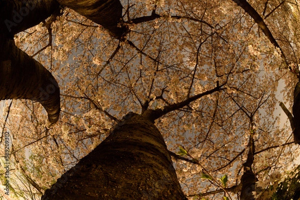 Fototapeta 夜桜の魚眼写真