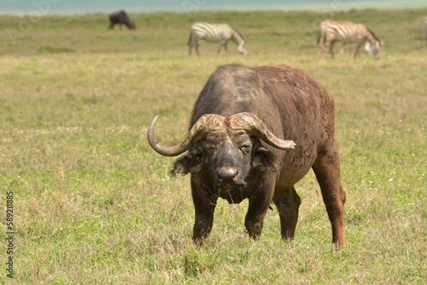 Obraz african buffalo in the savannah