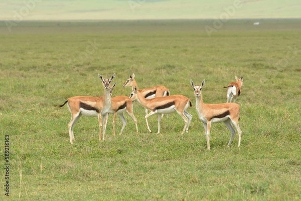 Obraz Thomson's gazelle in the savannah