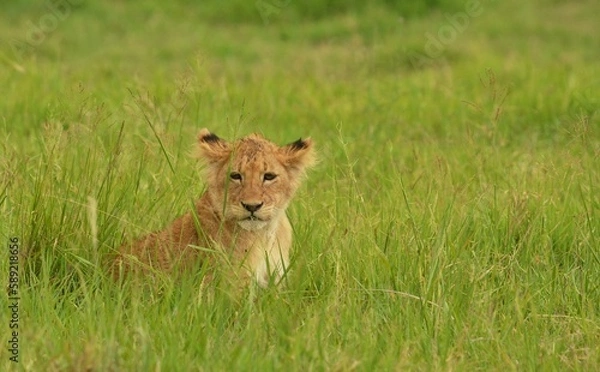 Obraz lion cub in the grass