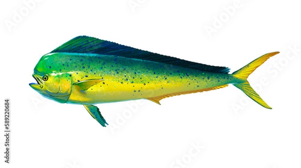 Obraz Mahi mahi lub delfin ryba na białym tle. Realistyczna ilustracja mahi mahi lub delfina na białym tle. Widok z boku.