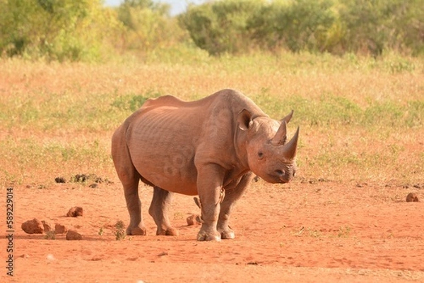 Obraz rhino in the wild