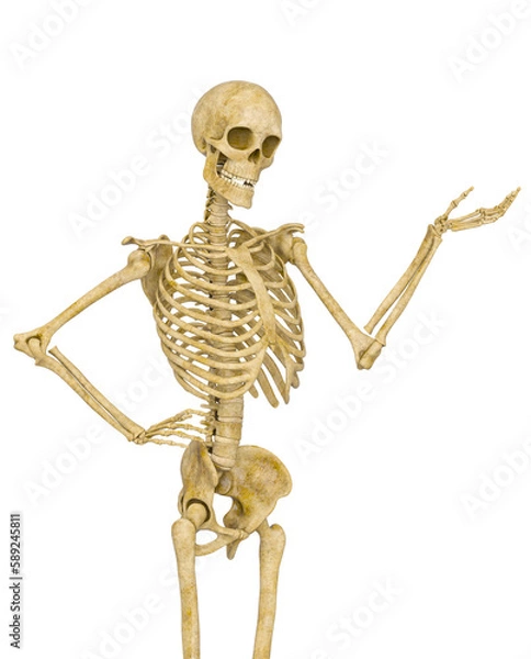 Fototapeta skeleton in presenting pose on close up view