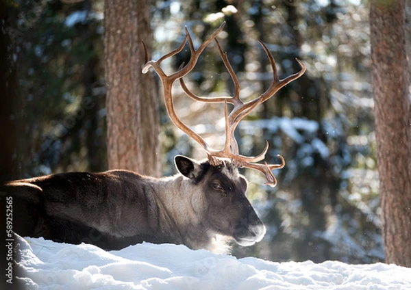 Fototapeta A beautiful reindeer lying in the forest during snowy winter in Finland - wildlife animal photography
