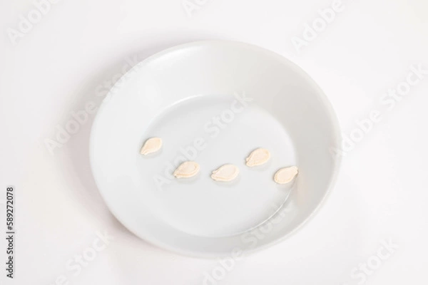 Fototapeta 冬瓜の種