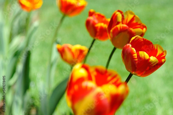 Obraz red and yellow tulips