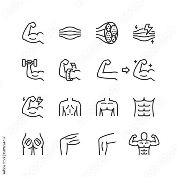 Fototapeta Muscles, linear style icons set. Muscle tissue, structure and muscles of different parts of the body. Increase strength and volume, gym, bodybuilding. Editable stroke width