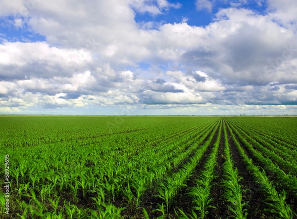 Fototapeta Corn Field