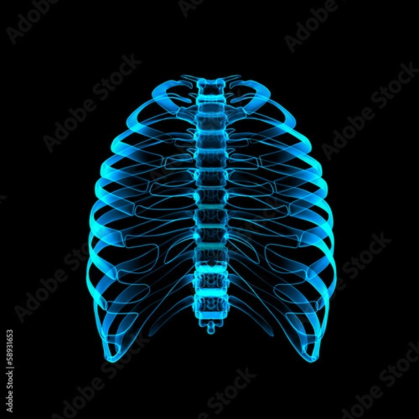 Fototapeta Human skeleton by X-rays - front