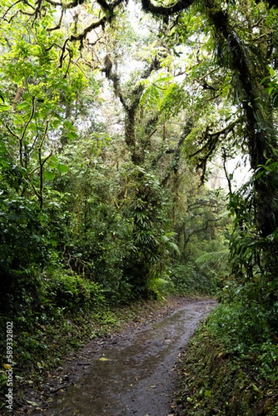 Fototapeta path in the woods