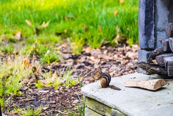 Obraz chipmunk having breakfast