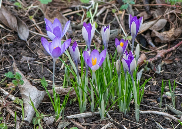 Obraz Purple Crocus in early spring