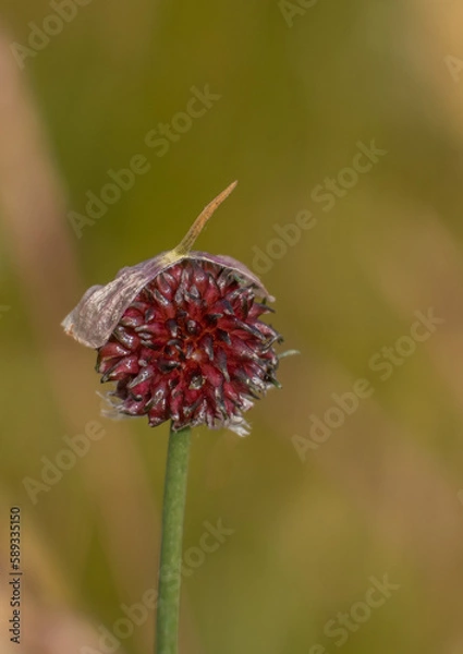 Obraz Crow garlic with diffused brown green background 