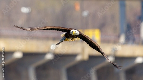 Obraz Eagle with a fish