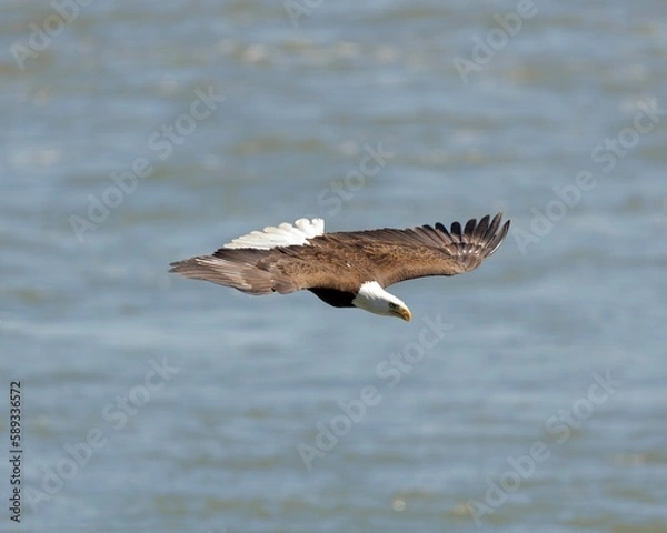 Obraz Eagle in flight