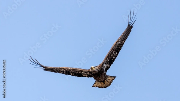 Obraz eagle in flight
