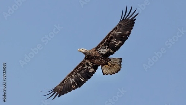 Obraz eagle in flight