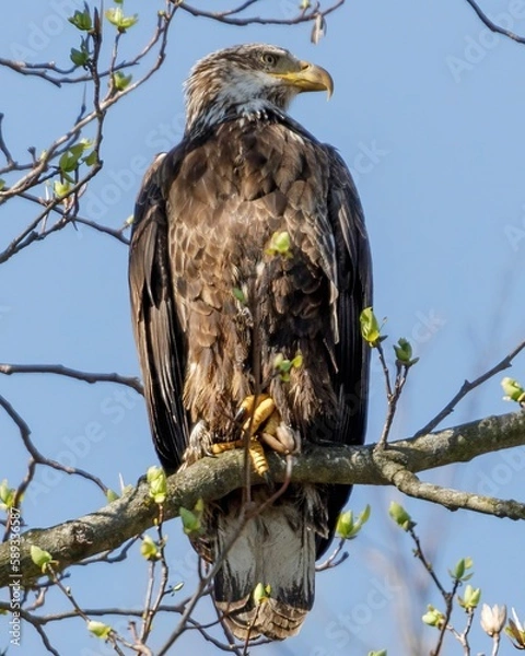 Obraz eagle on a branch 