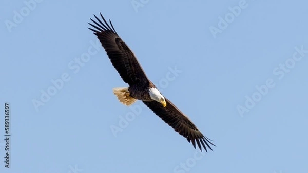 Obraz bald eagle in flight