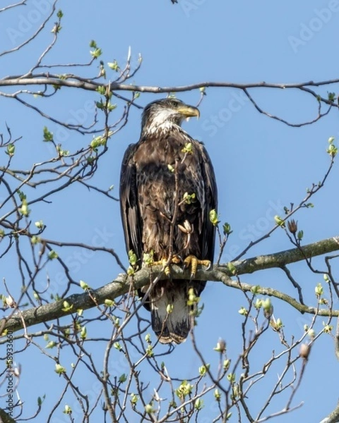 Obraz white-tailed eagle